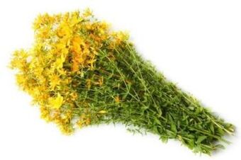 Խոտաբույսեր