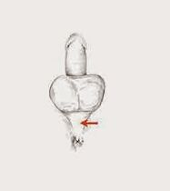 պոտենցիալ մկանները և նրանց լարվածությունը՝ հզորությունը բարձրացնելու համար